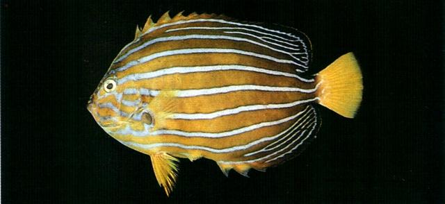 中文名:藍帶荷包魚