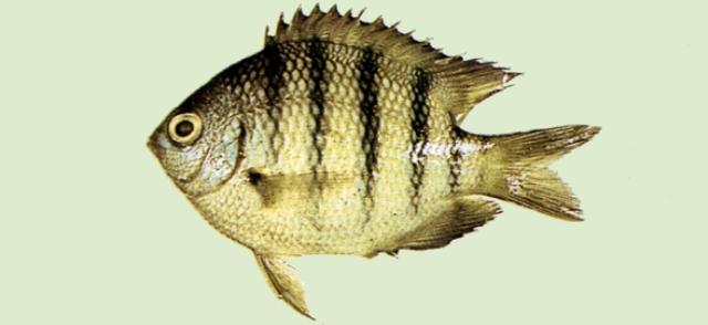 中文名:孟加拉豆娘魚學名:Abudefduf bengalensis台灣俗名:厚殼仔；孟加拉雀鯛大陸名:孟加拉豆娘魚