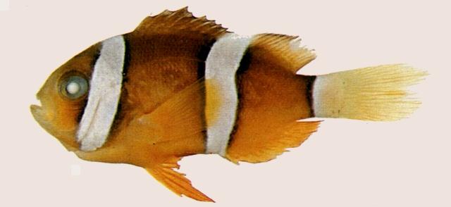 中文名:克氏海葵魚學名:Amphiprion clarkii台灣俗名:小丑魚大陸名:克氏雙鋸魚