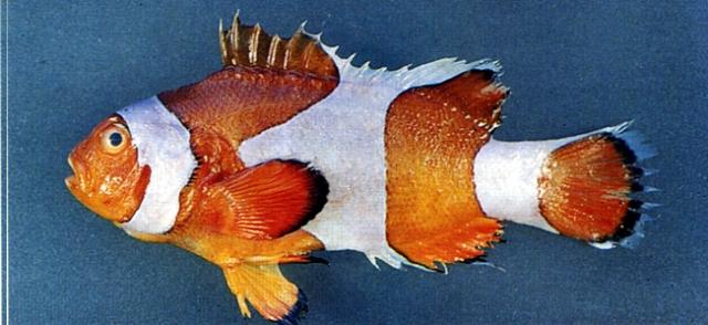 中文名:眼斑海葵魚學名:Amphiprion ocellaris台灣俗名:公子小丑大陸名:眼斑雙鋸魚