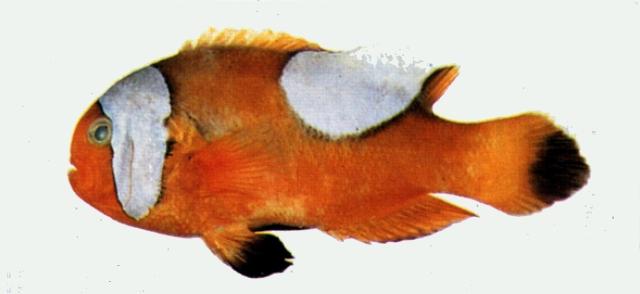 中文名:鞍斑海葵魚學名:Amphiprion polymnus台灣俗名:鞍背小丑大陸名:鞍斑雙鋸魚
