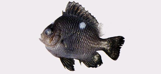 中文名:三斑圓雀鯛