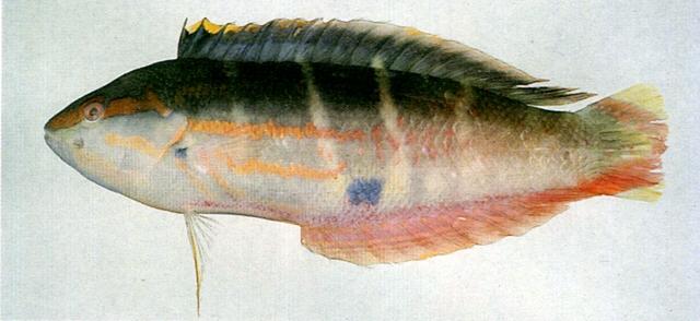 中文名:背斑盔魚