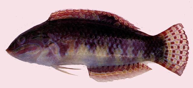 中文名:虹彩海豬魚