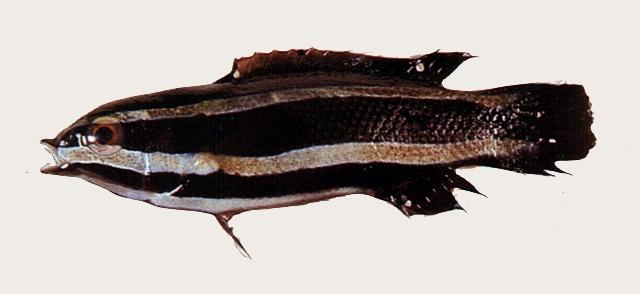 中文名:曼氏褶唇魚學名:Labropsis manabei台灣俗名:倍良、柳冷仔、曼氏擬隆鯛大陸名:胸斑褶唇魚