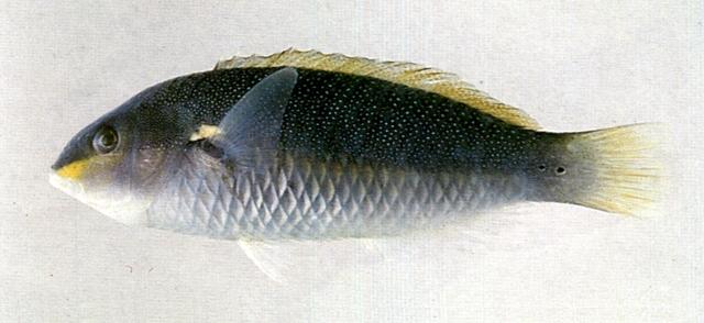 中文名:黑星紫胸魚學名:Stethojulis bandanensis台灣俗名:紅肩龍、柳冷仔、汕冷仔、縱線鸚鯛、斑達鸚鯛大陸名:黑星紫胸魚