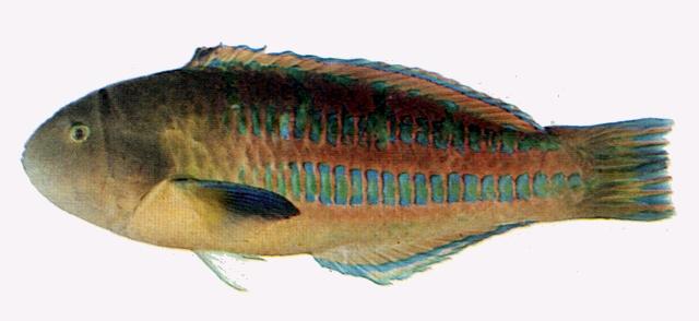 中文名:三葉錦魚學名:Thalassoma trilobatum台灣俗名:四齒、礫仔、貓仔魚、青貢冷、三葉葉鯛、綠斑葉鯛大陸名:綠波錦魚