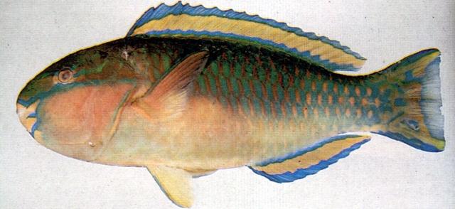 中文名:日本鸚哥魚
