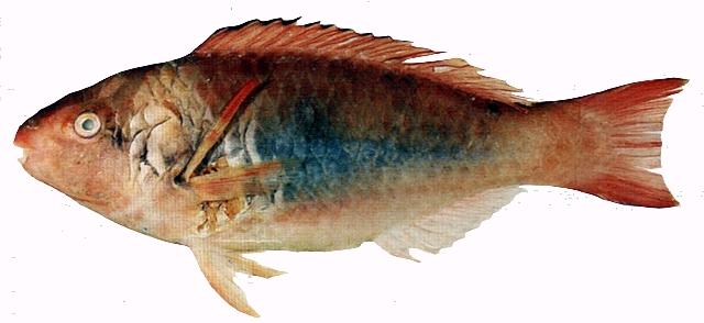 中文名:福氏鸚哥魚
