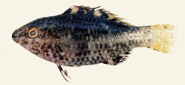 中文名:綠頜鸚哥魚