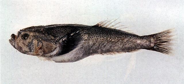 中文名:青瞻星魚