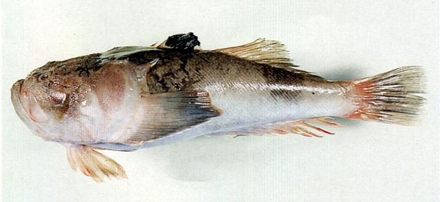 中文名:雙斑瞻星魚
