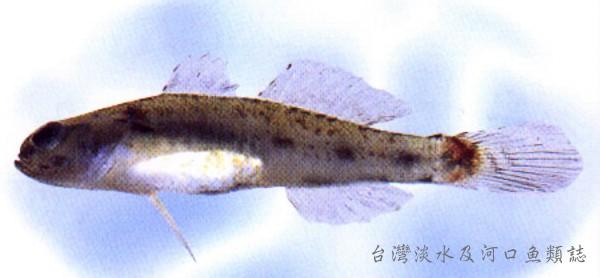 中文名:頭紋細棘蝦虎魚