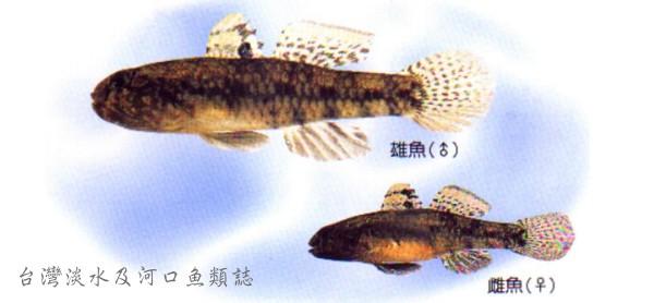 中文名:拜庫雷蝦虎