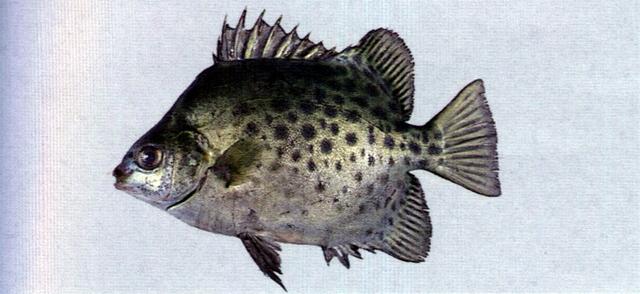 中文名:金錢魚學名:Scatophagus argus台灣俗名:變身苦、黑星銀大陸名:金錢魚