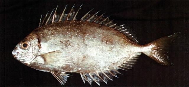 中文名:褐籃子魚