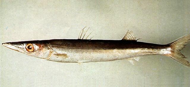 中文名:日本金梭魚