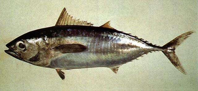 中文名:黃鰭鮪學名:Thunnus albacares台灣俗名:串仔、黃奇串大陸名:黃鰭金槍魚