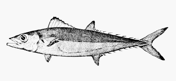 中文名:大眼雙線鯖學名:Grammatorcynus bilineatus台灣俗名:煙仔魚大陸名:大眼雙線鯖