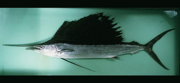 中文名:雨傘旗魚學名:Istiophorus platypterus台灣俗名:破雨傘、雨笠仔大陸名:平鰭旗魚