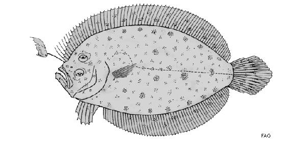 中文名:斐濟星羊舌鮃學名:Asterorhombus fijiensis台灣俗名:扁魚、皇帝魚、半邊魚、比目魚大陸名:菲吉角鮃