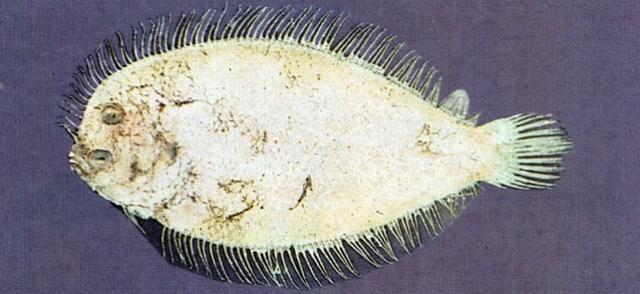 中文名:大鱗短額鮃