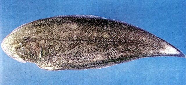中文名:鬚鰨學名:Paraplagusia bilineata台灣俗名:牛舌、龍舌、扁魚、皇帝魚、比目魚大陸名:長鬚鰨