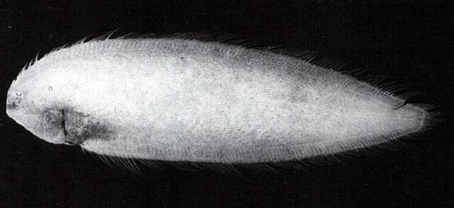 中文名:多線無線鰨學名:Symphurus strictus台灣俗名:牛舌、龍舌、扁魚、皇帝魚、比目魚大陸名:西方細紋無線鰨