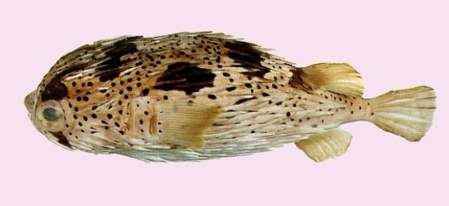 中文名:六斑二齒魨學名:Diodon holocanthus台灣俗名:刺規、氣瓜仔、氣球魚大陸名:六斑刺魨