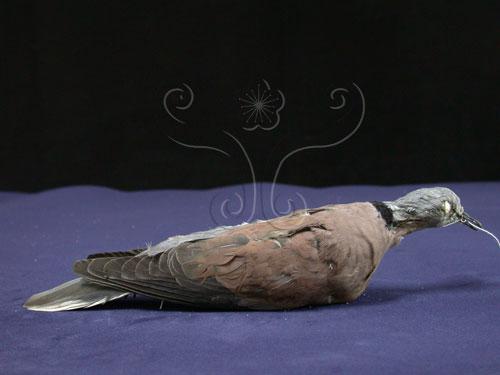 中文名：紅鳩英文名：Red-collared Dove; Eastern Turtle Dove學名：Streptopelia tranquebarica