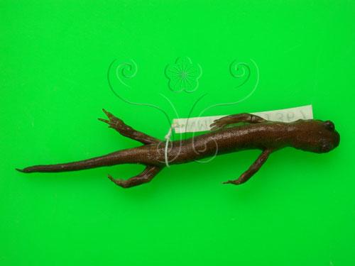 中文名：阿里山山椒魚中文別名：台灣小鯢英文名：Alisan s salamander學名：Hynobius arisanensis Maki 1922