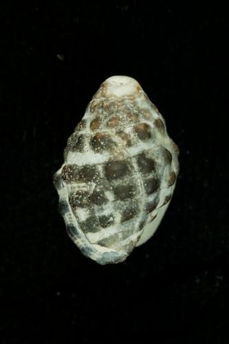 中文名(學名):結螺( <i>Tenguella granulata</i> )