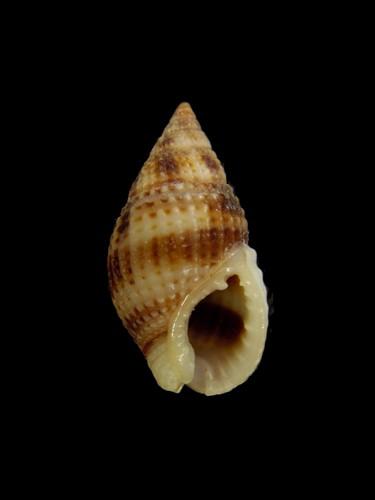 中文名(學名):尖頭織紋螺( <i>Zeuxis margaritiferus</i> )