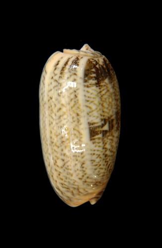 金唇榧螺( <i>Oliva reticulata</i> ) | 中央研究院數位典藏