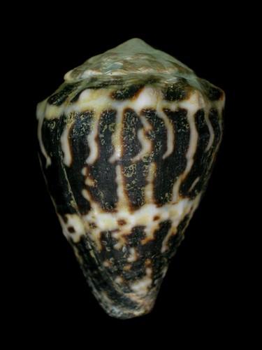 中文名(學名):小斑芋螺( <i>Conus chaldeus</i> )