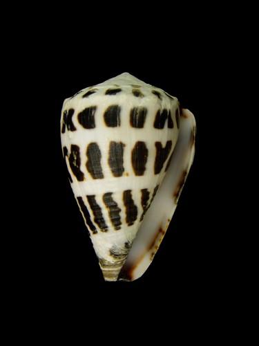 中文名(學名):斑芋螺( <i>Conus ebraeus</i> )