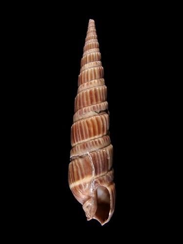 中文名(學名):櫛筍螺( <i>Duplicaria dussumieri</i> )