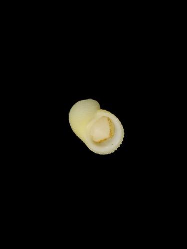 中文名(學名):真珠蜑螺( <i>Neritopsis radula</i> )