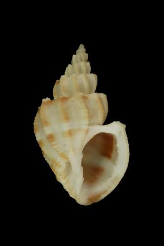 中文名(學名):折紋核螺( <i>Scalptia scalariformis</i> )