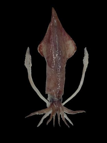 中文名(學名):台灣鎖管(  i Loligo chinensis /i  )中文俗名:透抽、小卷（幼體）、中卷（亞成體）英文俗名:Inshore squids