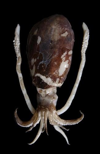 中文名(學名):軟翅仔(  i Sepioteuthis lessoniana /i  )中文俗名:擬烏賊、軟絲英文俗名:Bigfin reef squid