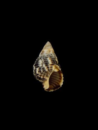 中文名(學名):芝麻螺( <i>Planaxis sulcatus</i> )