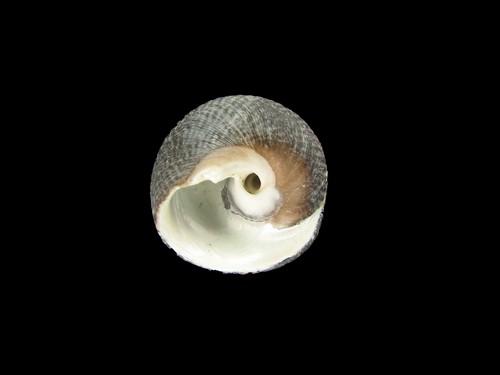中文名(學名):臍孔黑鐘螺( <i>Omphalius nigerrima</i> )