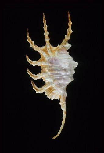 中文名(學名):蠍螺( <i>Lambis scorpius</i> )