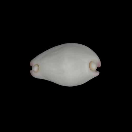 中文名(學名):玉兔螺( <i>Calpurnus verrucosus</i> )