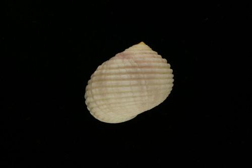 中文種名:白肋蜑螺學名:Nerita plicata俗名:白肋蜑螺俗名（英文）:白肋蜑螺