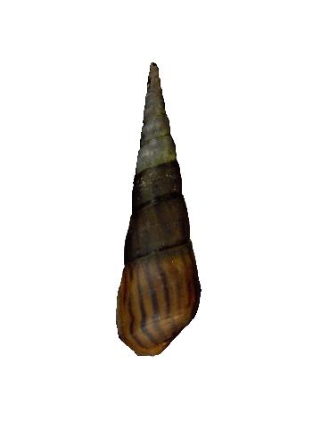 中文種名:錐蜷學名:Stenomelania plicaria俗名:錐蜷俗名（英文）:錐蜷