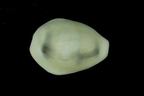 中文種名:黃寶螺學名:Cypraea moneta俗名:黃寶螺俗名（英文）:黃寶螺