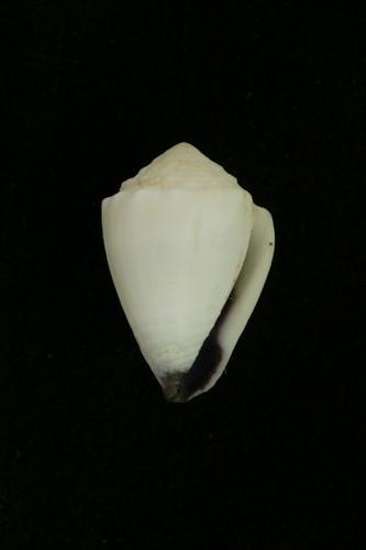 中文種名:白花環芋螺