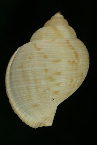 中文種名:梨形鶉螺